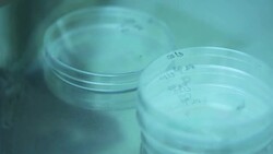 Pipette adding fluid water to test tubes in laboratory. Stock Footage