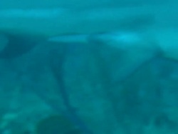 Grey reef shark, Carcharhinus amblyrhynchos, near seabed, underwater, Bahamas  Stock Footage