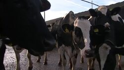Fresian cows on a farm News Clip