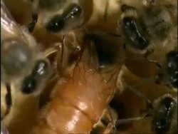 BCU High angle, Queen Honey Bee (Apis mellifera) laying egg in cell of hive, surrounded by others, England Stock Footage