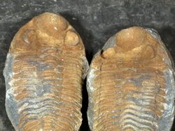Trilobite fossil from Bolivia, in a nodule which has been split open Stock Footage