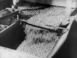 Pea factory in New Jersey Stock Footage