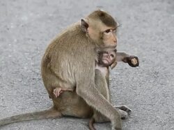 Monkey with it's baby. Stock Footage