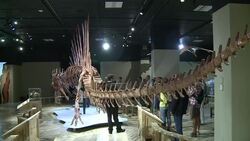 CLEAN : Meet the shark munching Spinosaurus first known water dinosaur News Clip