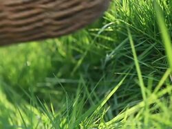 MS Shot of Older man puts down basket and places egg in rustic basket / London, United Kingdom  Stock Footage