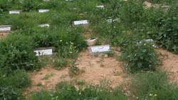 VOICED : The Libyan cemetery of migrants unknown News Clip