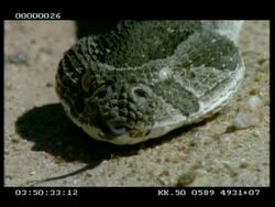 CU Puff adder's head on sand, tongue flickering, to camera Stock Footage