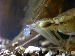 Dragonfly nymph eats tadpole cu.  Panama. Stock Footage