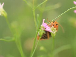 Insect Stock Footage