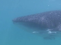 Whale Shark (Rhincodon typus) Stock Footage