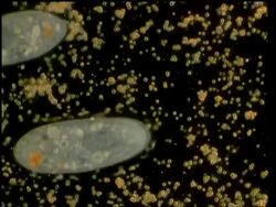 CU Paramecium, Protozoa moving around Stock Footage