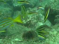 Urchin, being eaten by of fish, Mexico  Stock Footage