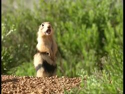 MS Prairie dog standing up on back legs, Alarm calling Stock Footage