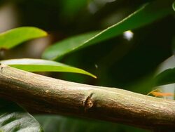 Red ants Stock Footage