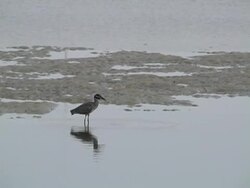 fishing on the sandbar Stock Footage