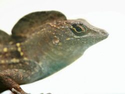 Household Lizard Stock Footage