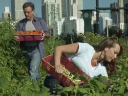 MS Volunteers harvesting green beans at urban farm / Chicago, IL, United States Stock Footage