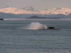 Breaching Humpback Whale Stock Footage
