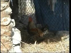 Birds tested for type of bird flu, not fatal to humans News Clip