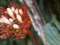 Flower of a rainforest understory shrub Stock Footage