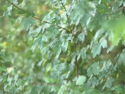 Green leaves Stock Footage