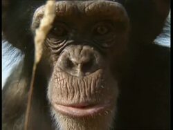 BCU Chimpanzee looking into camera, blowing spit bubbles Stock Footage