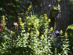 MS Yellow Lysimachia vulgaris and other flower flowering in garden / Landshut, Bavaria, Germany Stock Footage