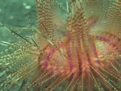 Carrier crab (infraorder Brachyura) carrying spiny urchin (class Echinoidea), Kungkungan Bay Resort, Sulawesi, Indonesia Stock Footage