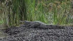Nile crocodile Stock Footage