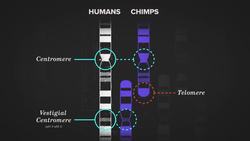 3 Incredible Examples of Evolution Hidden In Your Body Instructional Video
