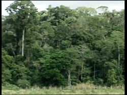 The wood used for making violin bows is to be subject to CITES trade controls. News Clip