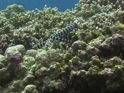 Sea Snake Stock Footage
