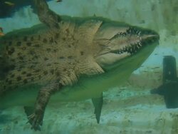 Salt Water Crocodile Stock Footage