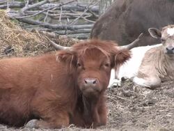 Brown steer 1 - HD 1080/30f Stock Footage