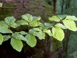 CU ZO Foliage of beech tree at forest / Kastel, Rhineland-Palatinate, Germany Stock Footage