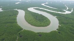 Aerial over s-shaped mangrove forest Stock Footage