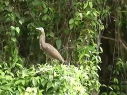 Tiger Crane in branch Stock Footage