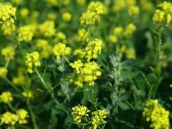 Bumblebee - HD Stock Footage