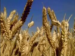 CU golden Wheat ears, England Stock Footage