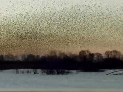 Massive starling flock wide shot Stock Footage