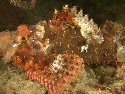 Scorpionfish, Southern Visayas, Philippines Stock Footage