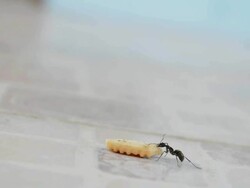 strength ant Stock Footage