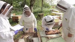 Super queens selectively bred to halt bee decline News Clip