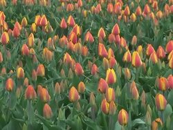 Spring. Field of tulips. Stock Footage