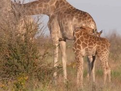 MS Giraffe herd eating with calves   / Central Kalahari Game Reserve, Botswana Stock Footage