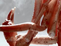 SLO MO ECU View of snow crab legs tossed on strainer in fall from frame  / Los Angeles,CA,USA Stock Footage