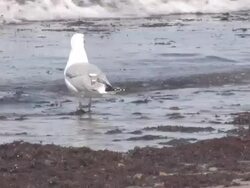 Block Island seagulls 14 - HD 30F Stock Footage