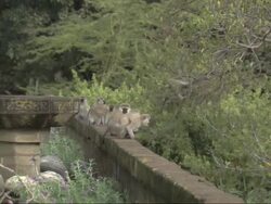 Vervet Monkeys (Chlorocebus pygerythrus) sitting on wall, mother with young, Kenya Stock Footage
