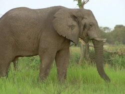MS Shot of elephant grazing in tall green grass / Okavango Delta, North-West District, Botswana Stock Footage