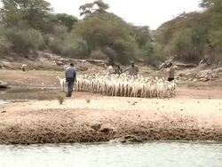 Men tend a herd of goats Stock Footage